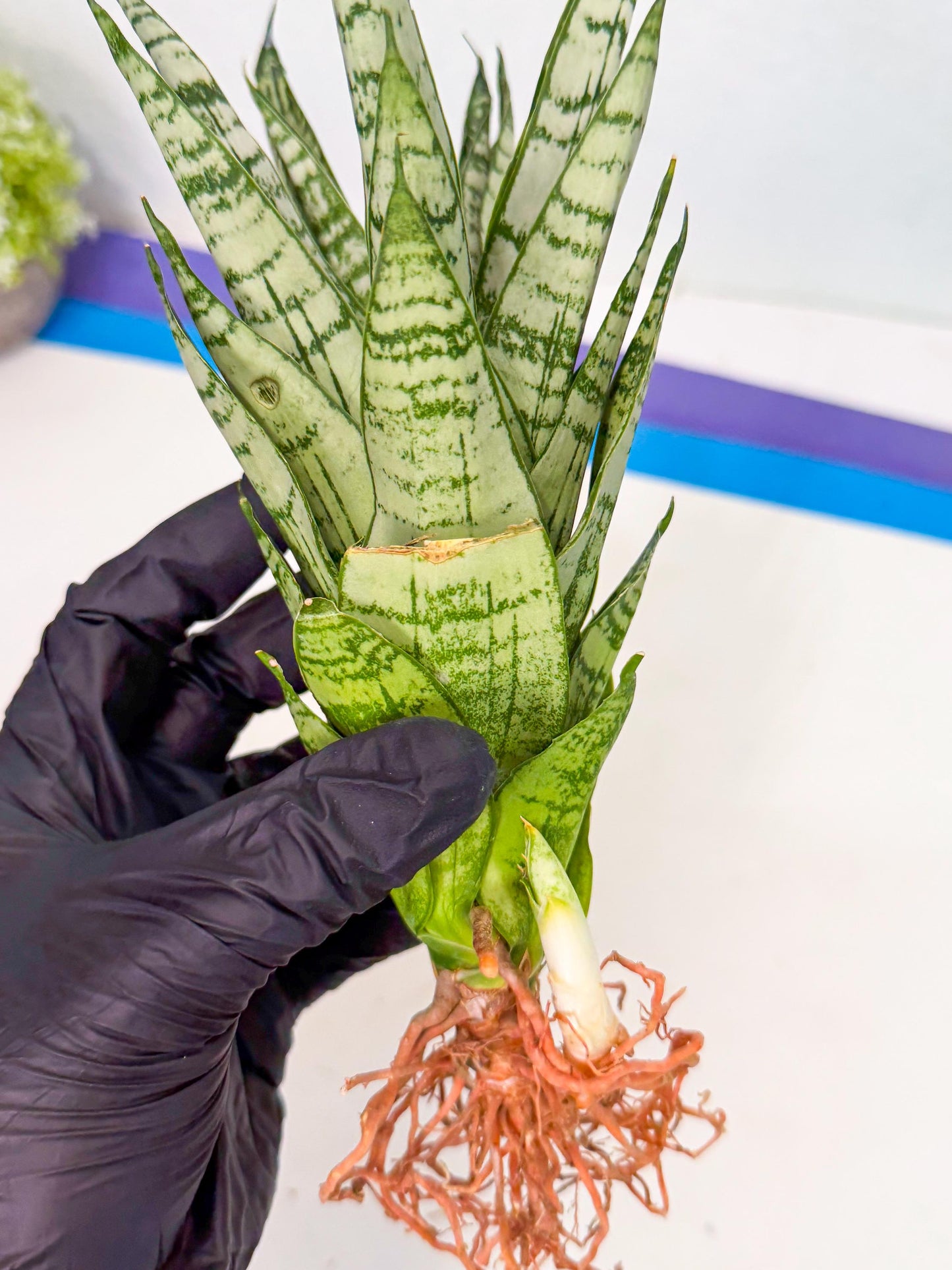Sansevieria Firework (8) | Rare Hybrids