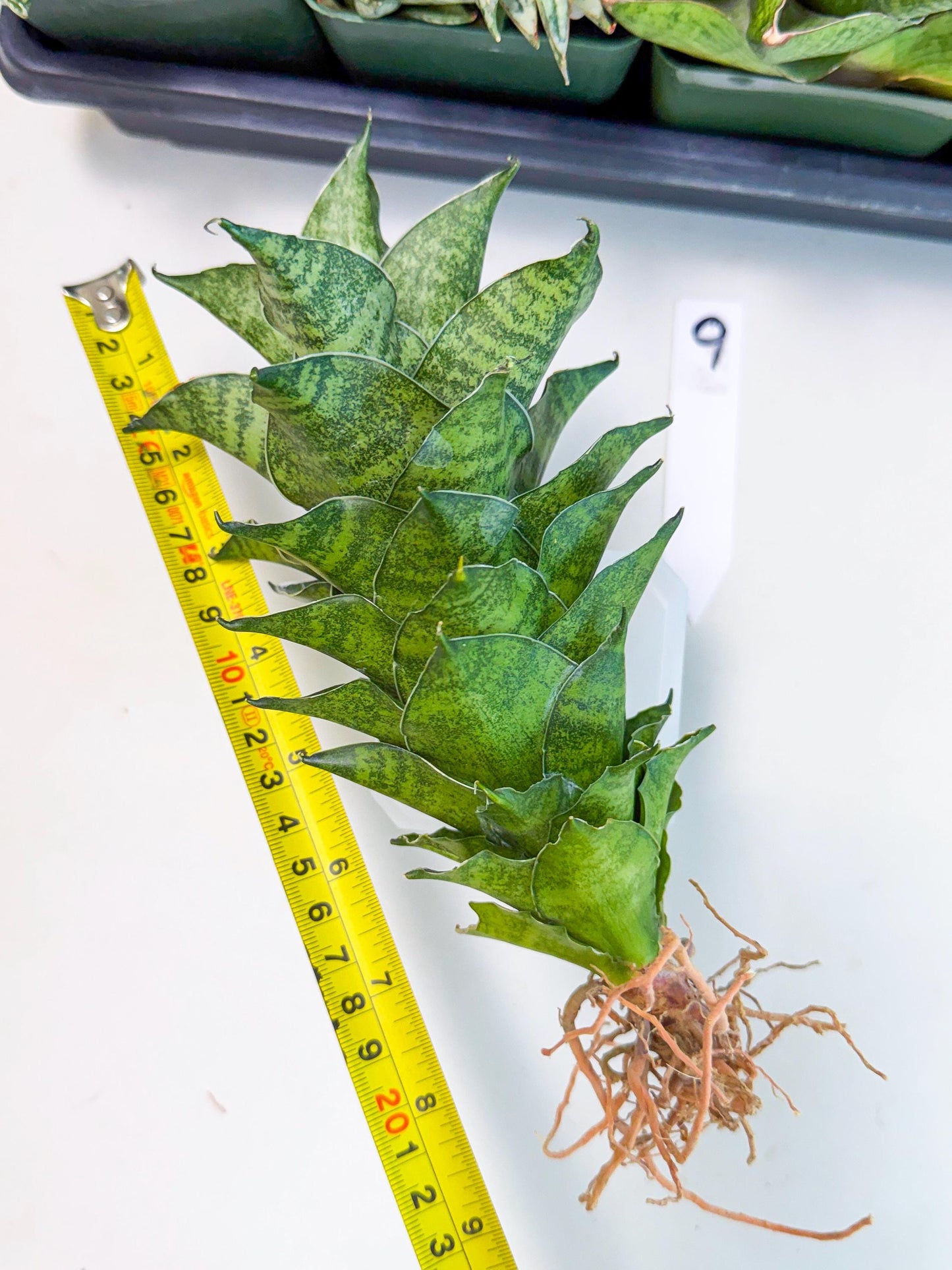 Sansevieria Mahanakorn (9) | Rare Hybrid Plant
