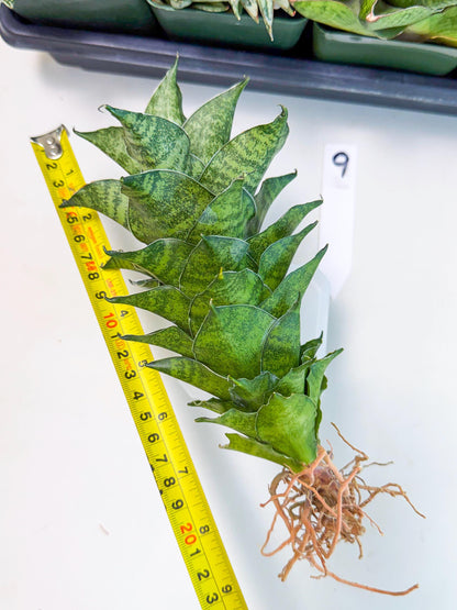 Sansevieria Mahanakorn (9) | Rare Hybrid Plant