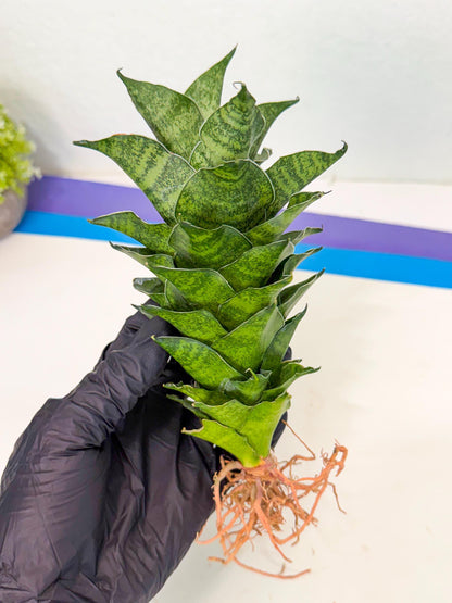Sansevieria Mahanakorn (9) | Rare Hybrid Plant