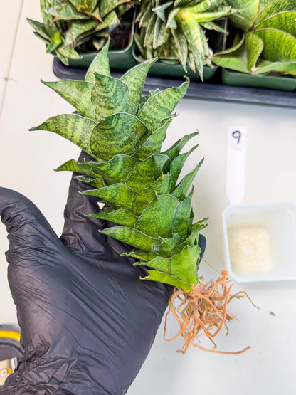 Sansevieria Mahanakorn (9) | Rare Hybrid Plant