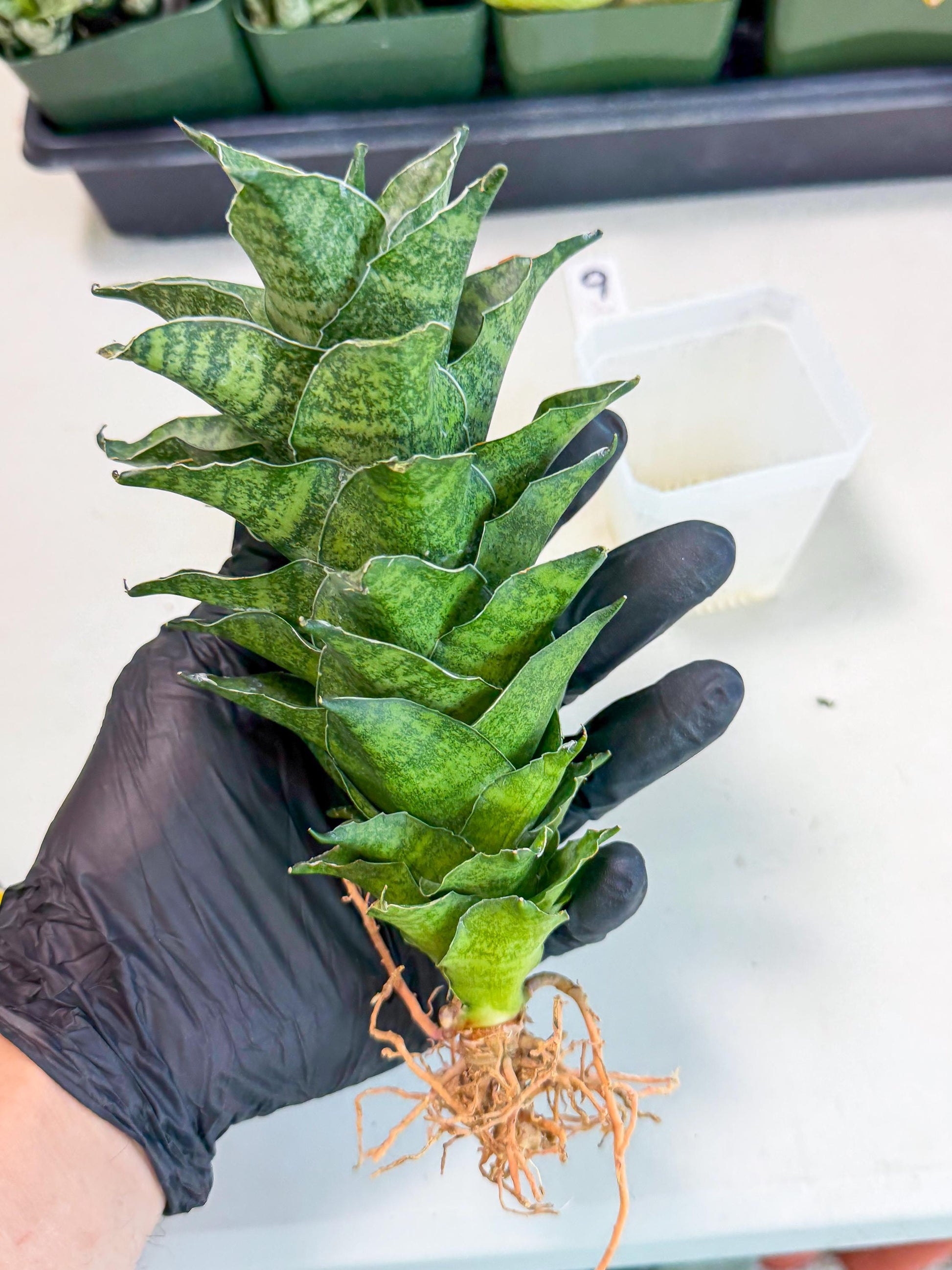 Sansevieria Mahanakorn (9) | Rare Hybrid Plant