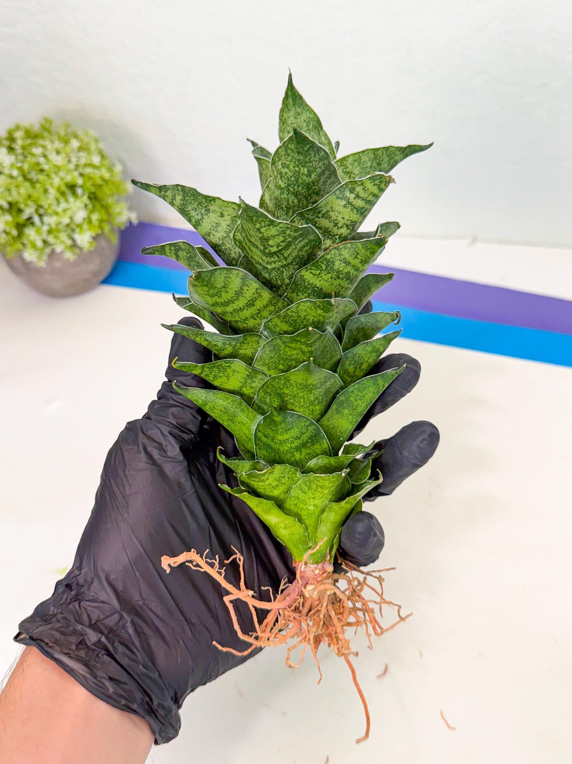Sansevieria Mahanakorn (9) | Rare Hybrid Plant