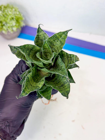 Sansevieria Mahanakorn (9) | Rare Hybrid Plant