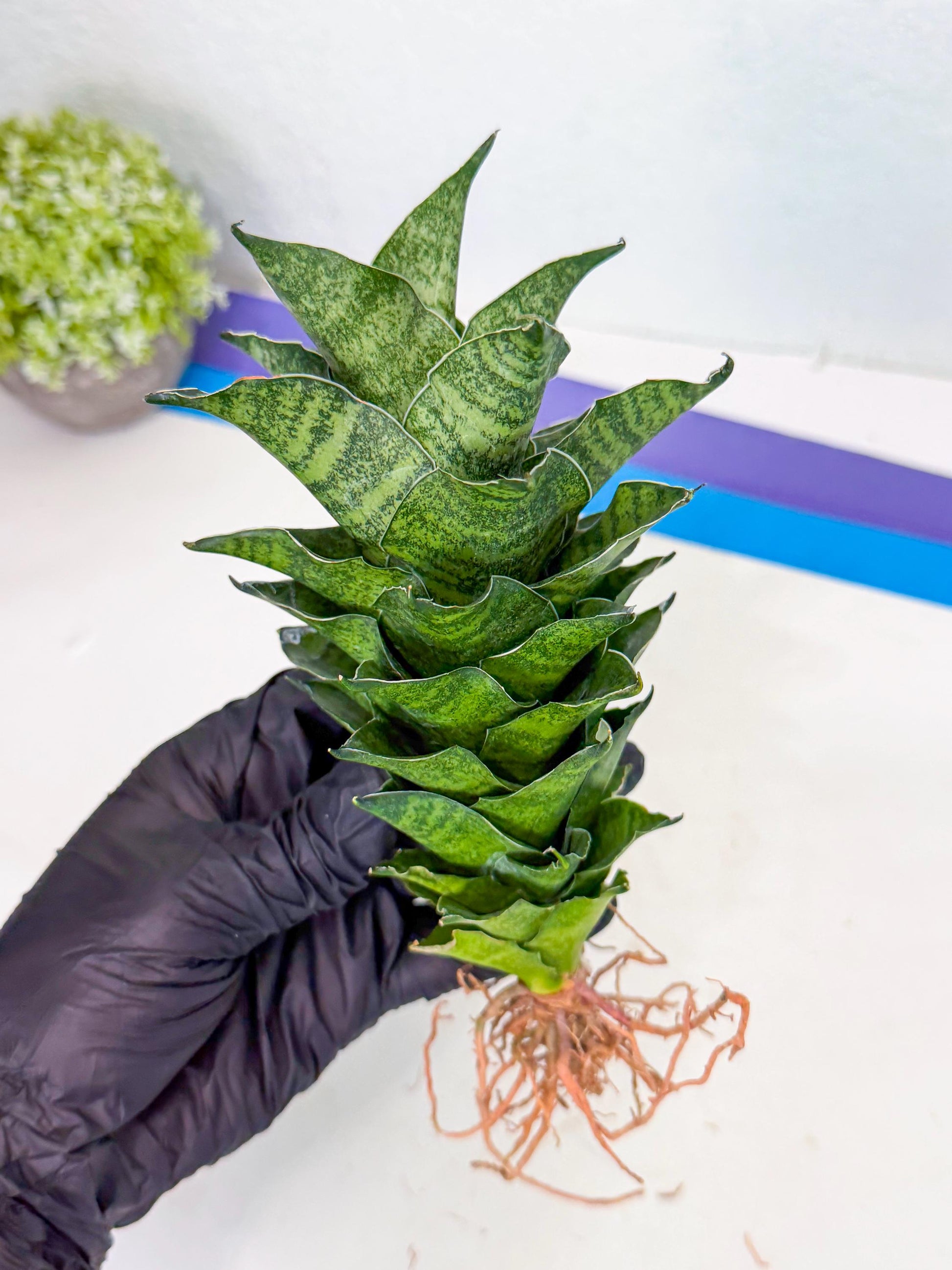 Sansevieria Mahanakorn (9) | Rare Hybrid Plant