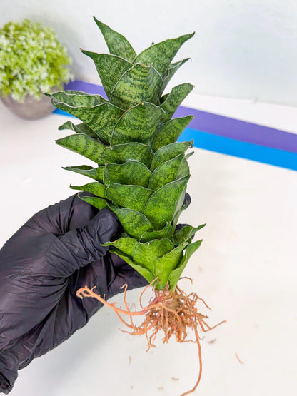 Sansevieria Mahanakorn (9) | Rare Hybrid Plant