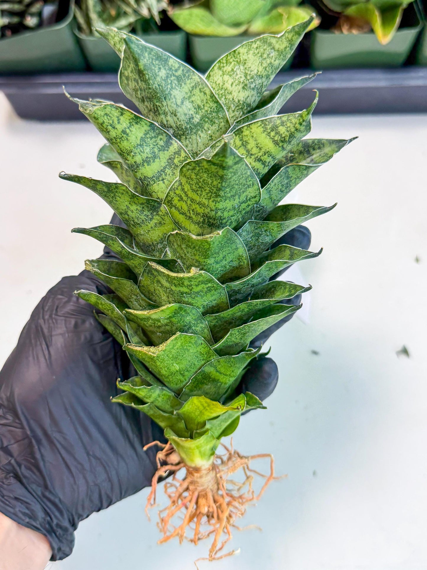 Sansevieria Mahanakorn (10) | Rare Hybrid Plant