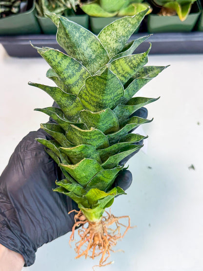 Sansevieria Mahanakorn (10) | Rare Hybrid Plant