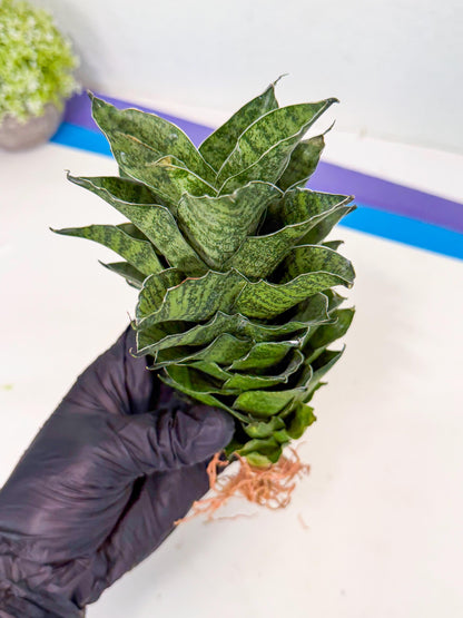 Sansevieria Mahanakorn (10) | Rare Hybrid Plant