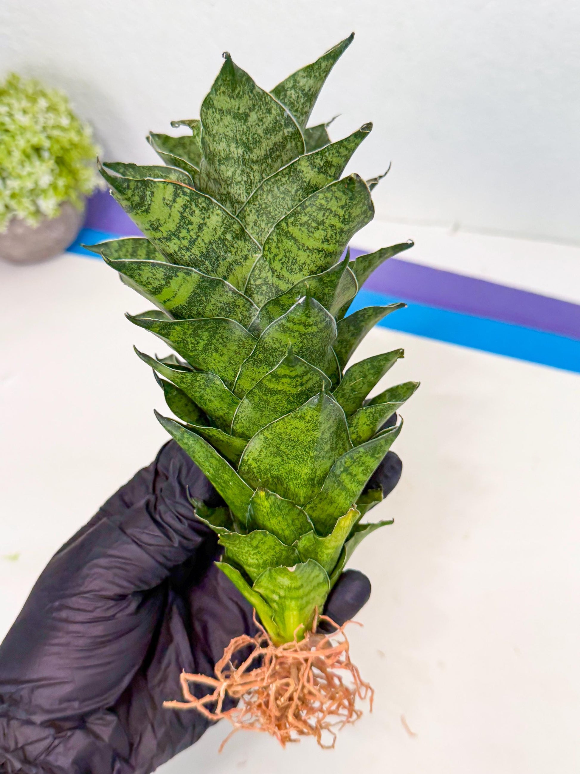 Sansevieria Mahanakorn (10) | Rare Hybrid Plant