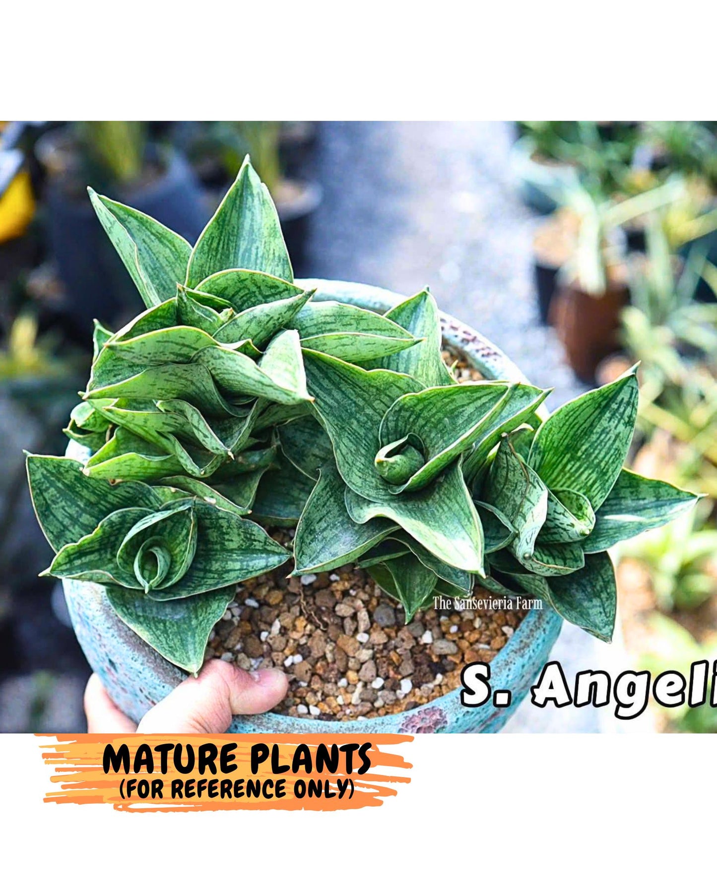 Sansevieria Angelina (12) | Rare Hybrid Plant