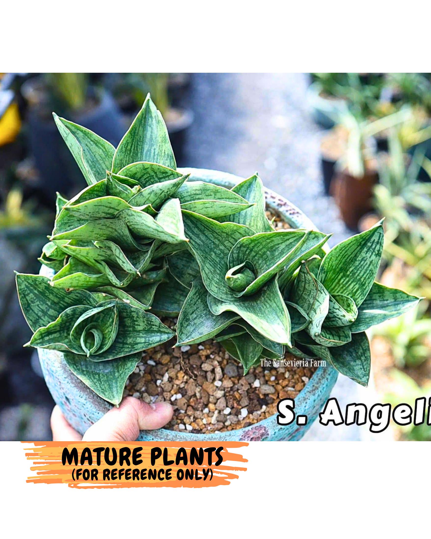 Sansevieria Angelina (12) | Rare Hybrid Plant