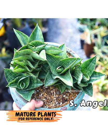 Sansevieria Angelina (12) | Rare Hybrid Plant