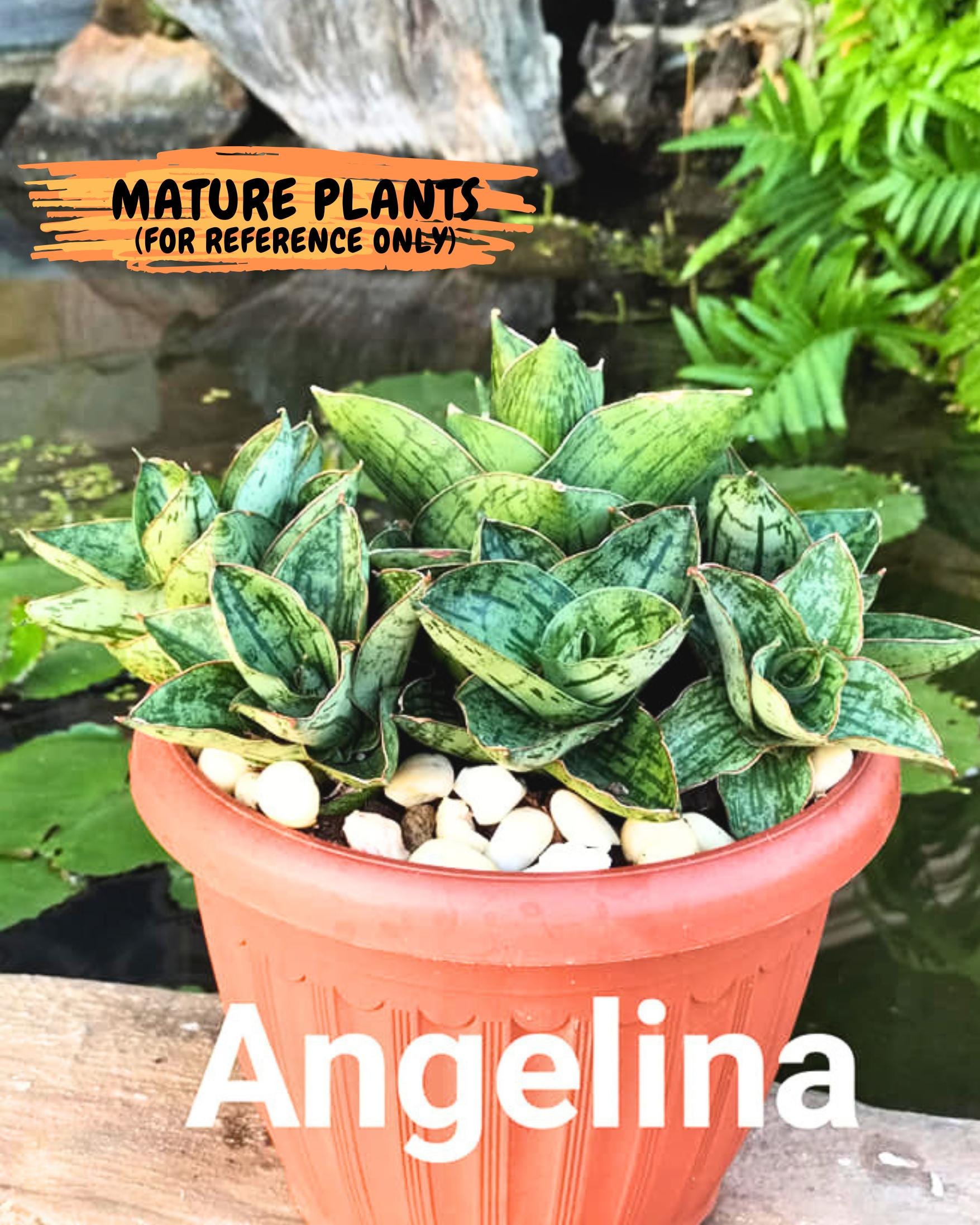 Sansevieria Angelina (12) | Rare Hybrid Plant