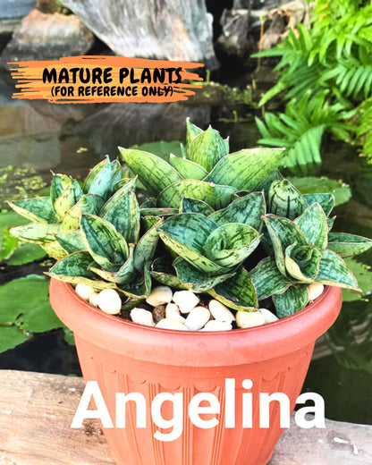 Sansevieria Angelina (12) | Rare Hybrid Plant