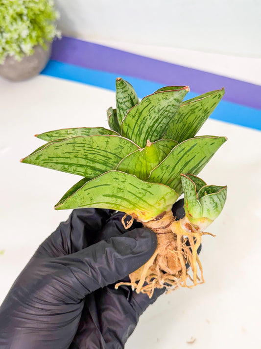 Sansevieria Angelina (11) | Rare Hybrid Plant