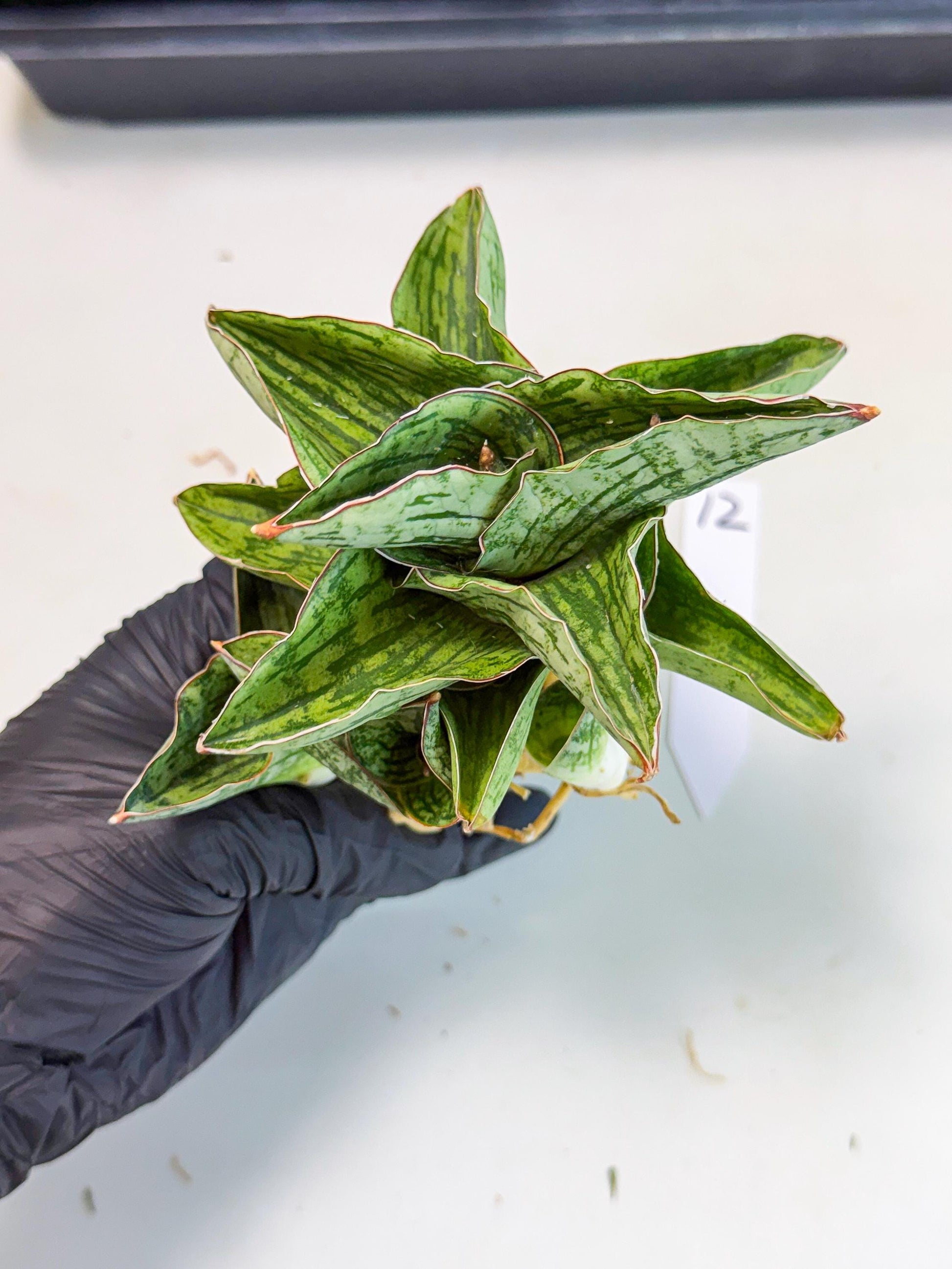 Sansevieria Angelina (12) | Rare Hybrid Plant