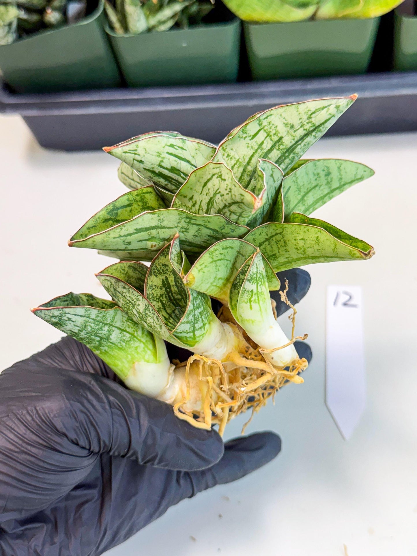 Sansevieria Angelina (12) | Rare Hybrid Plant