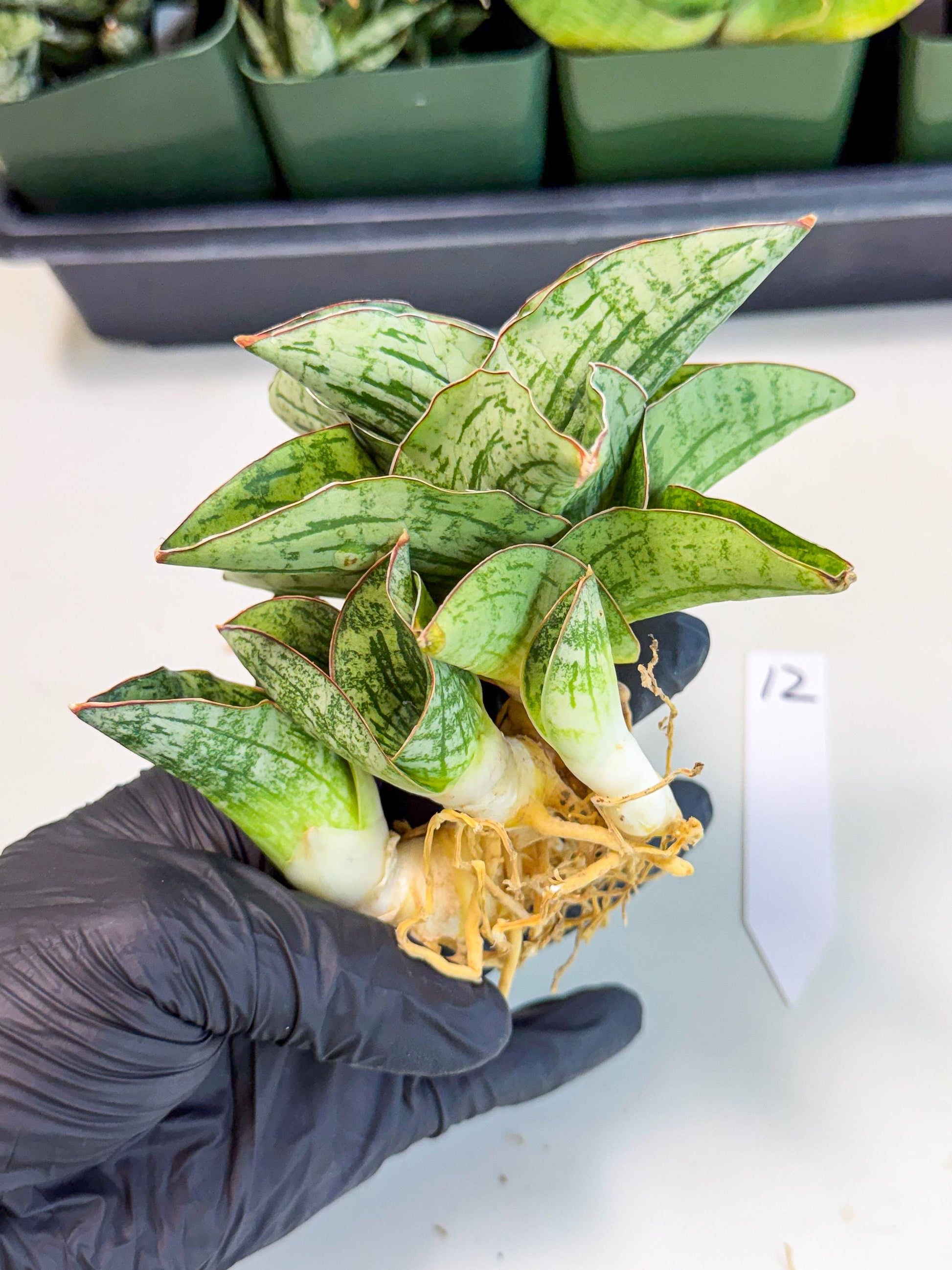 Sansevieria Angelina (12) | Rare Hybrid Plant