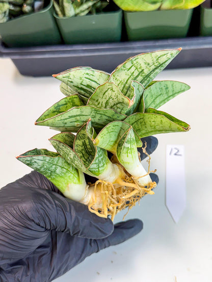 Sansevieria Angelina (12) | Rare Hybrid Plant