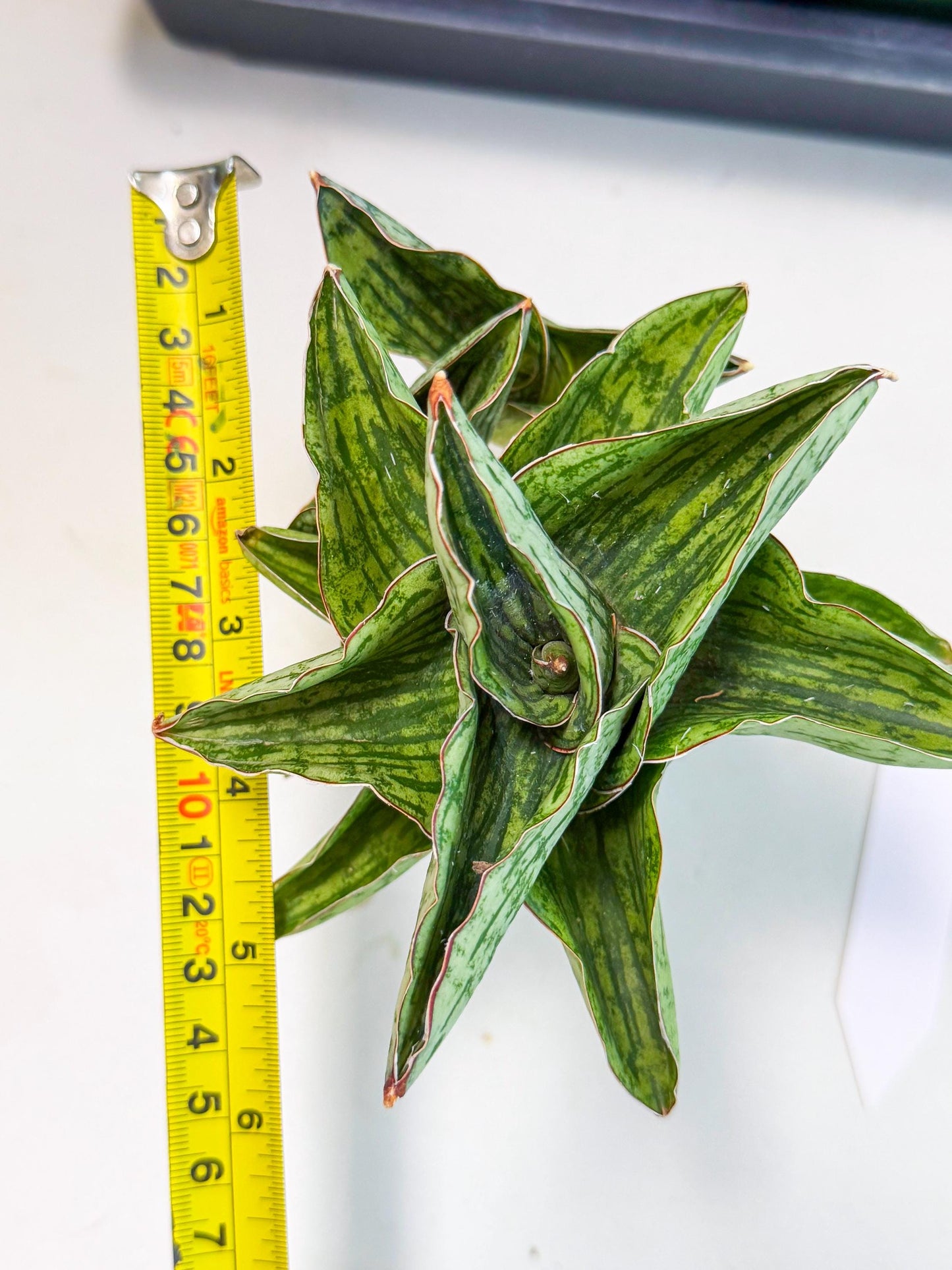 Sansevieria Angelina (12) | Rare Hybrid Plant