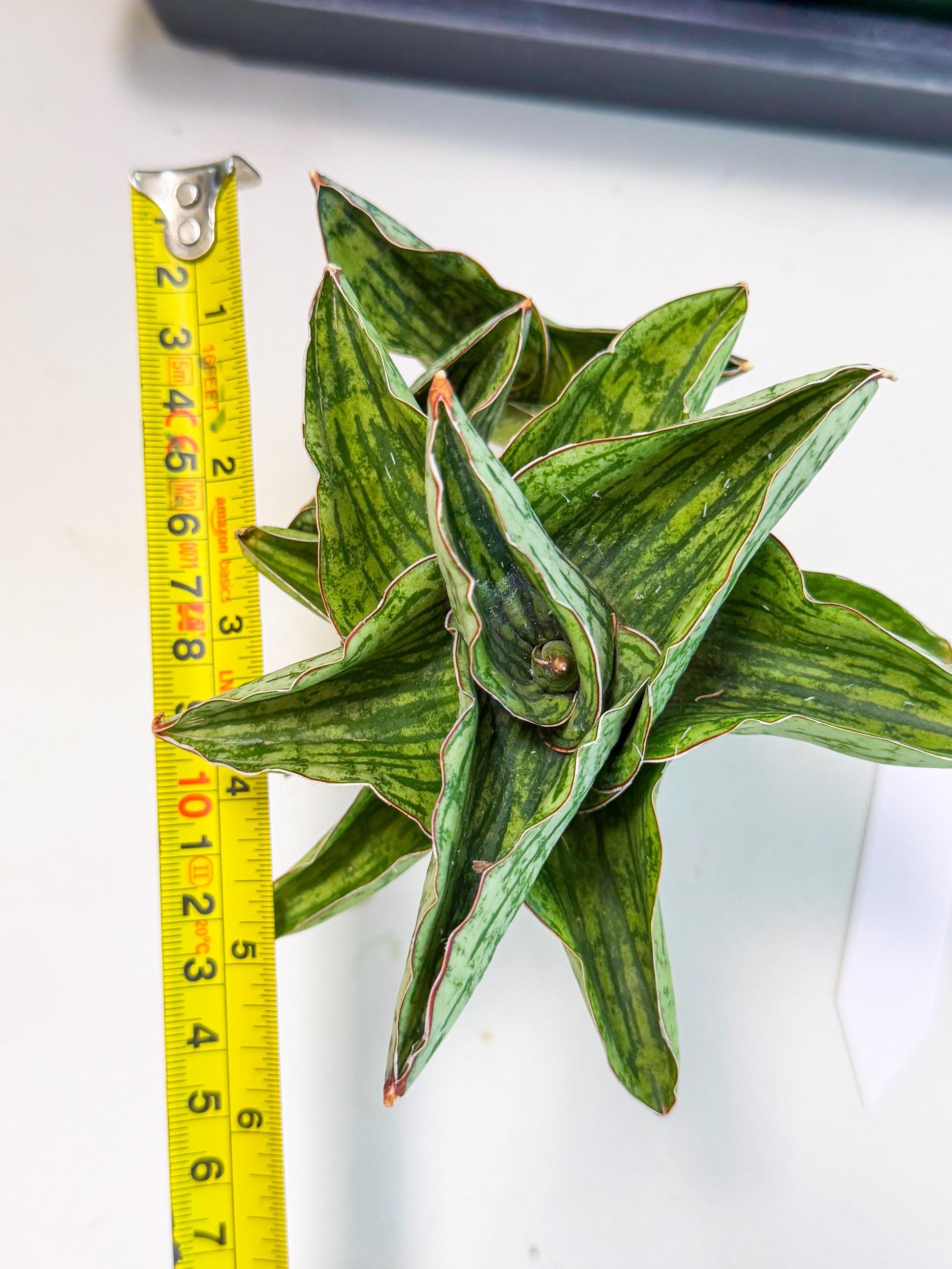Sansevieria Angelina (12) | Rare Hybrid Plant