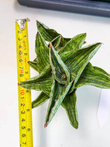 Sansevieria Angelina (12) | Rare Hybrid Plant