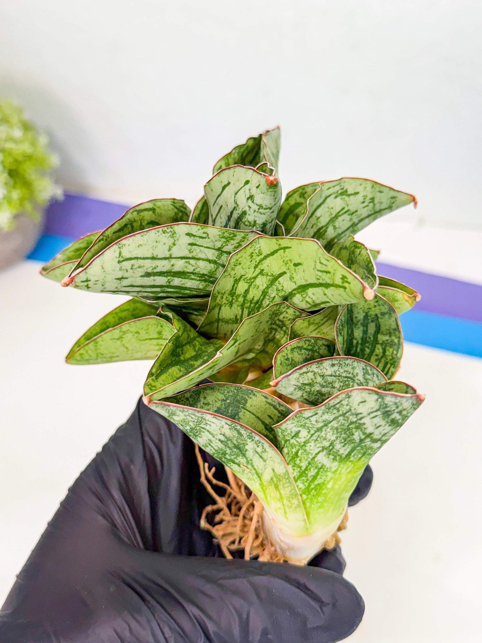 Sansevieria Angelina (12) | Rare Hybrid Plant