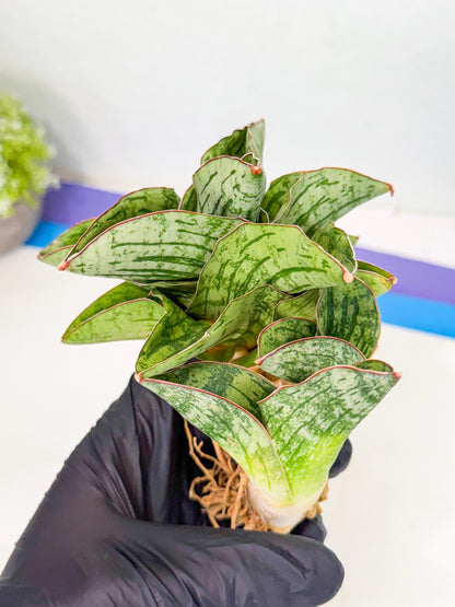 Sansevieria Angelina (12) | Rare Hybrid Plant