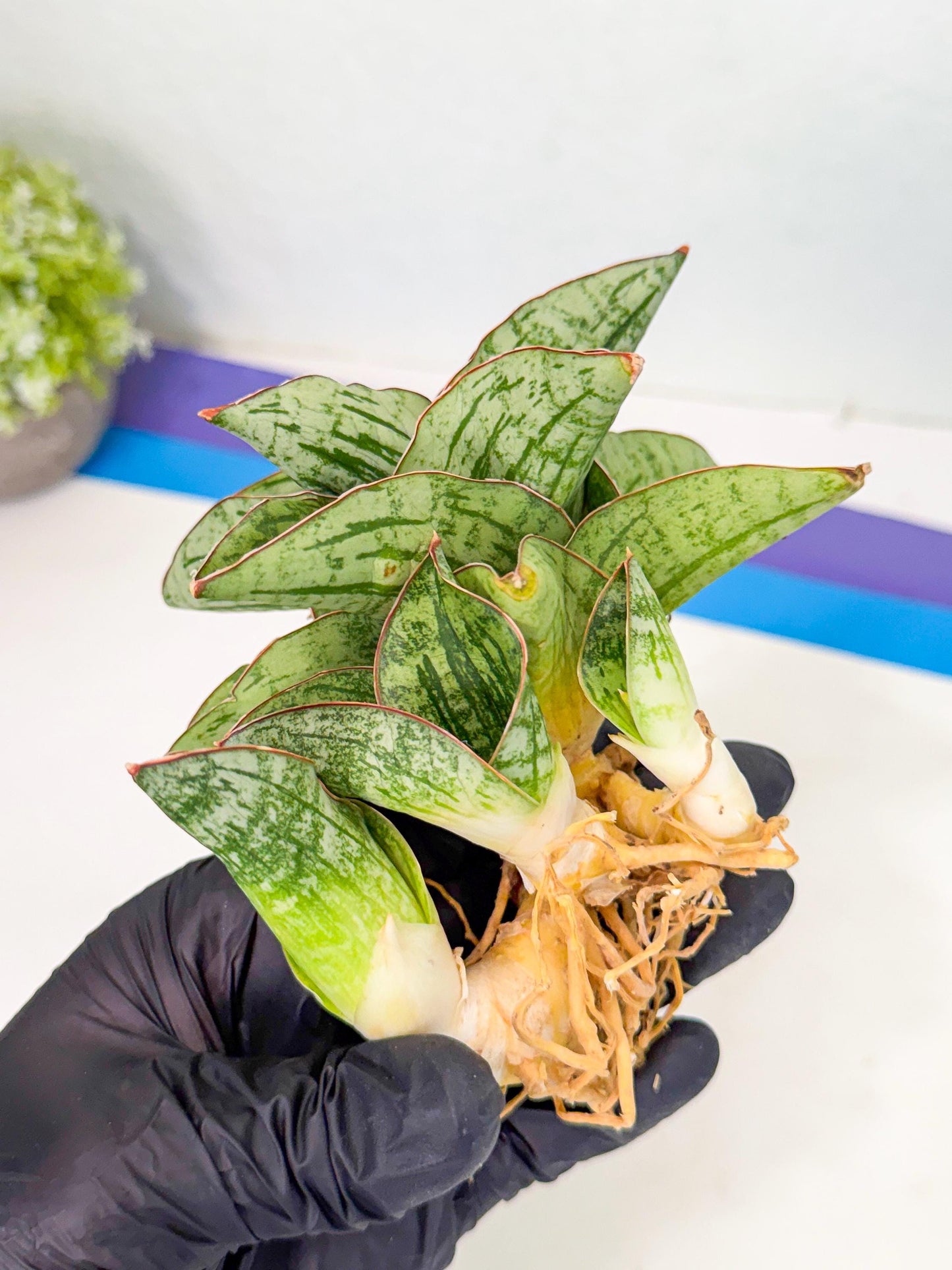 Sansevieria Angelina (12) | Rare Hybrid Plant