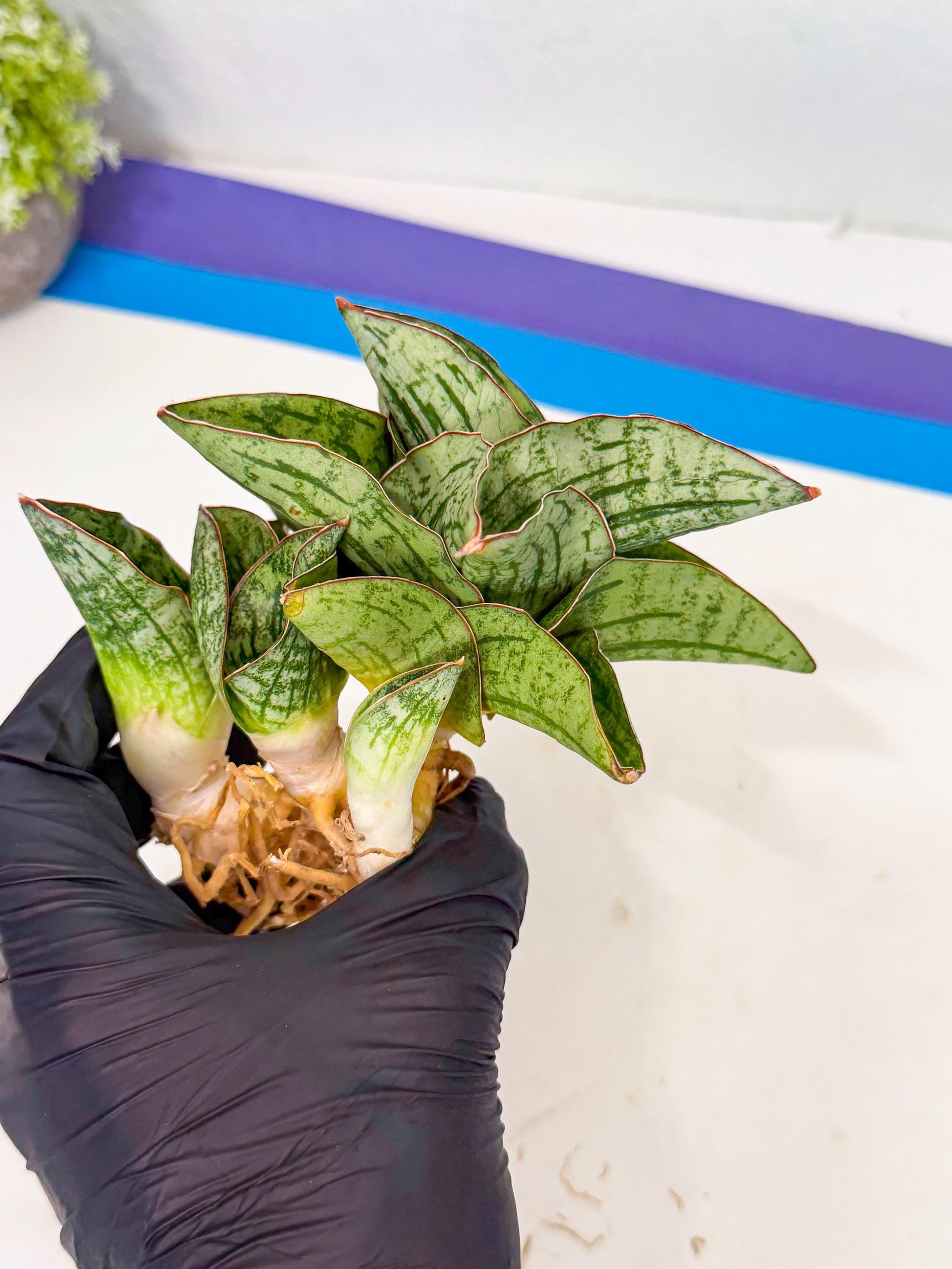 Sansevieria Angelina (12) | Rare Hybrid Plant