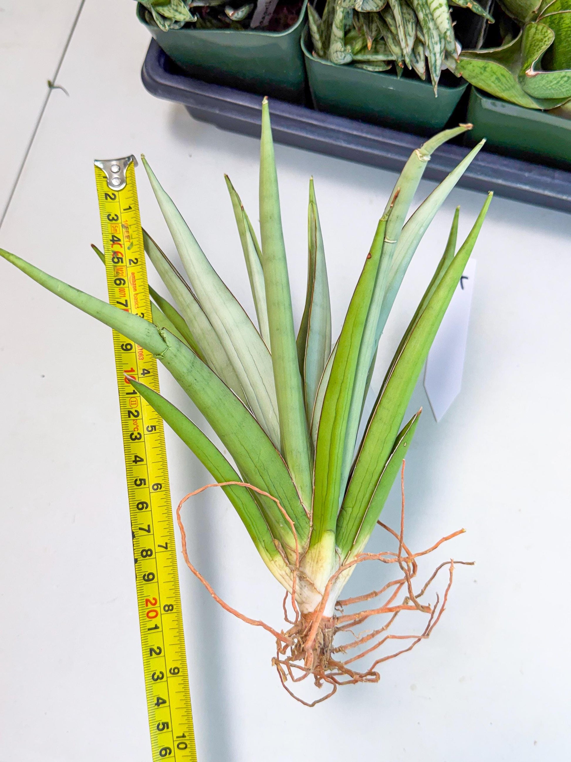Sansevieria Frozen Throne (14) | Imported Indoor Snake Plant