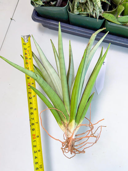 Sansevieria Frozen Throne (14) | Imported Indoor Snake Plant