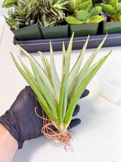 Sansevieria Frozen Throne (14) | Imported Indoor Snake Plant