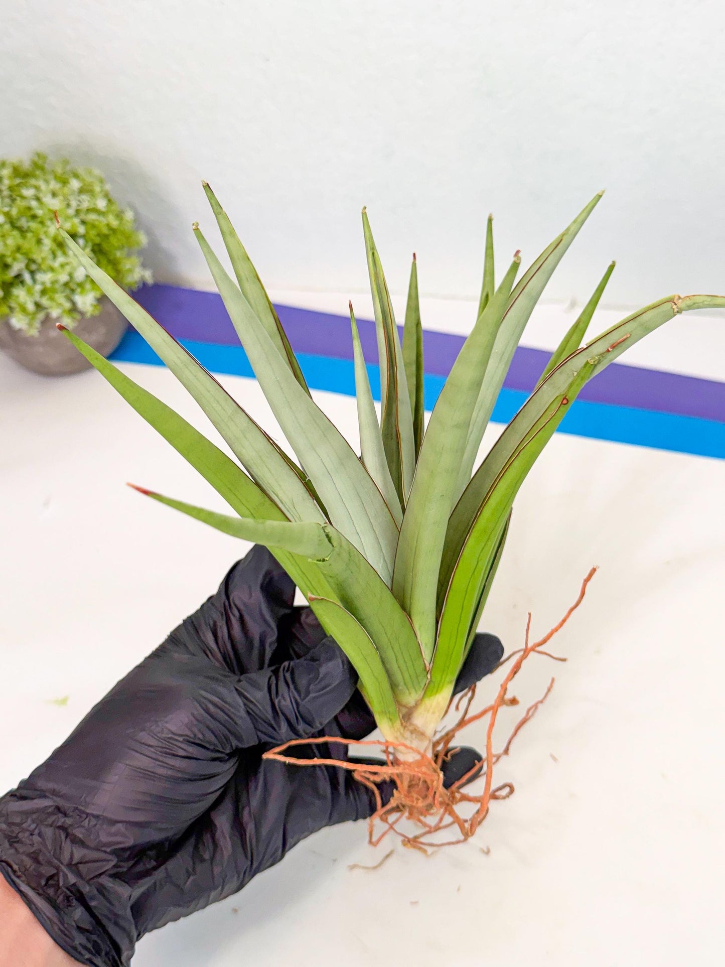 Sansevieria Frozen Throne (14) | Imported Indoor Snake Plant