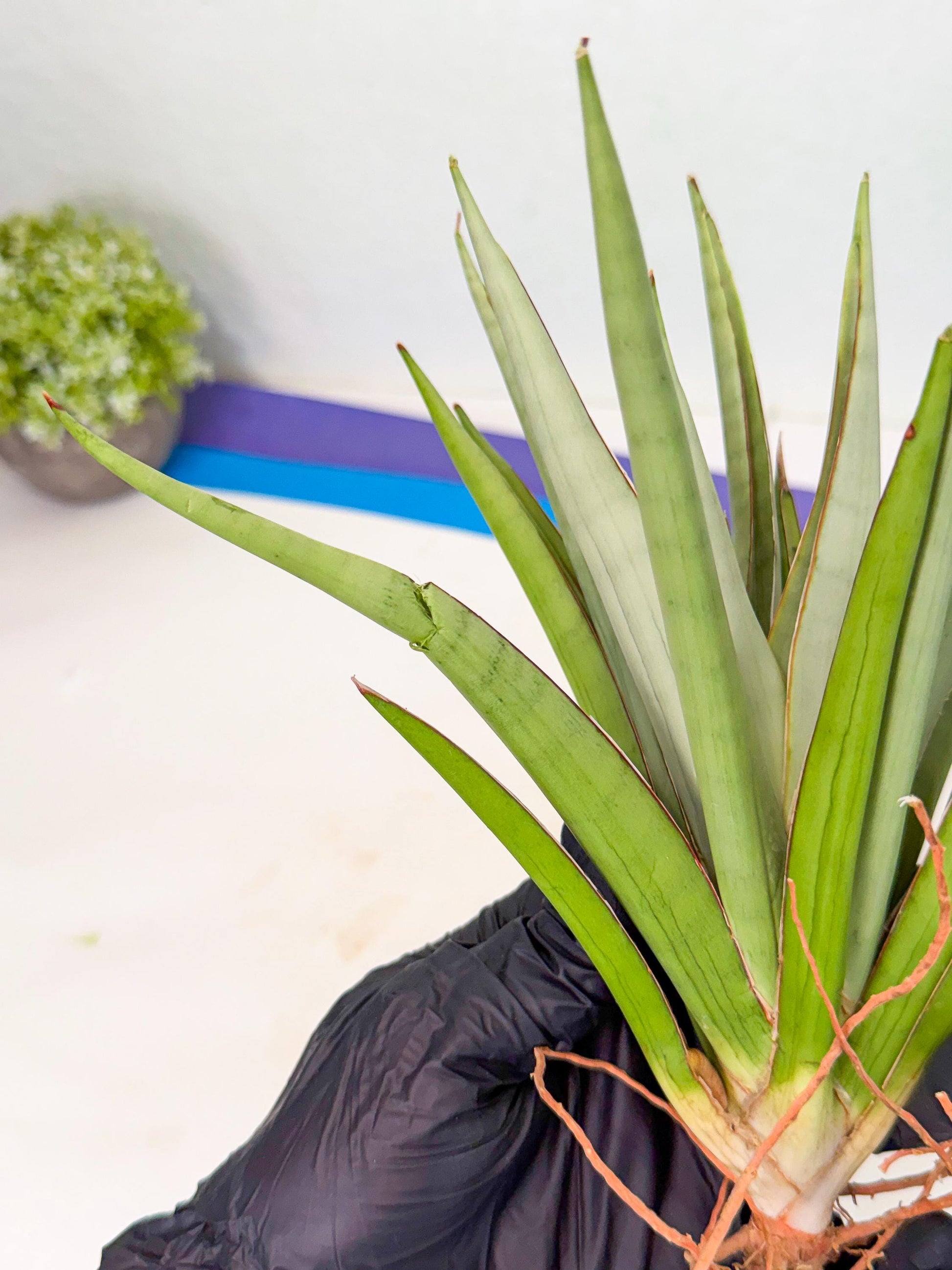 Sansevieria Frozen Throne (14) | Imported Indoor Snake Plant