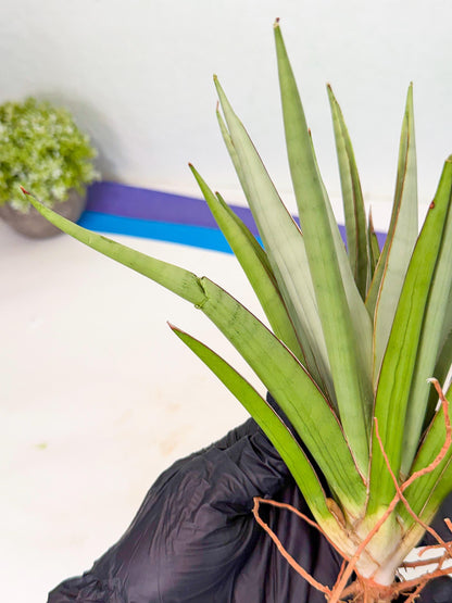 Sansevieria Frozen Throne (14) | Imported Indoor Snake Plant