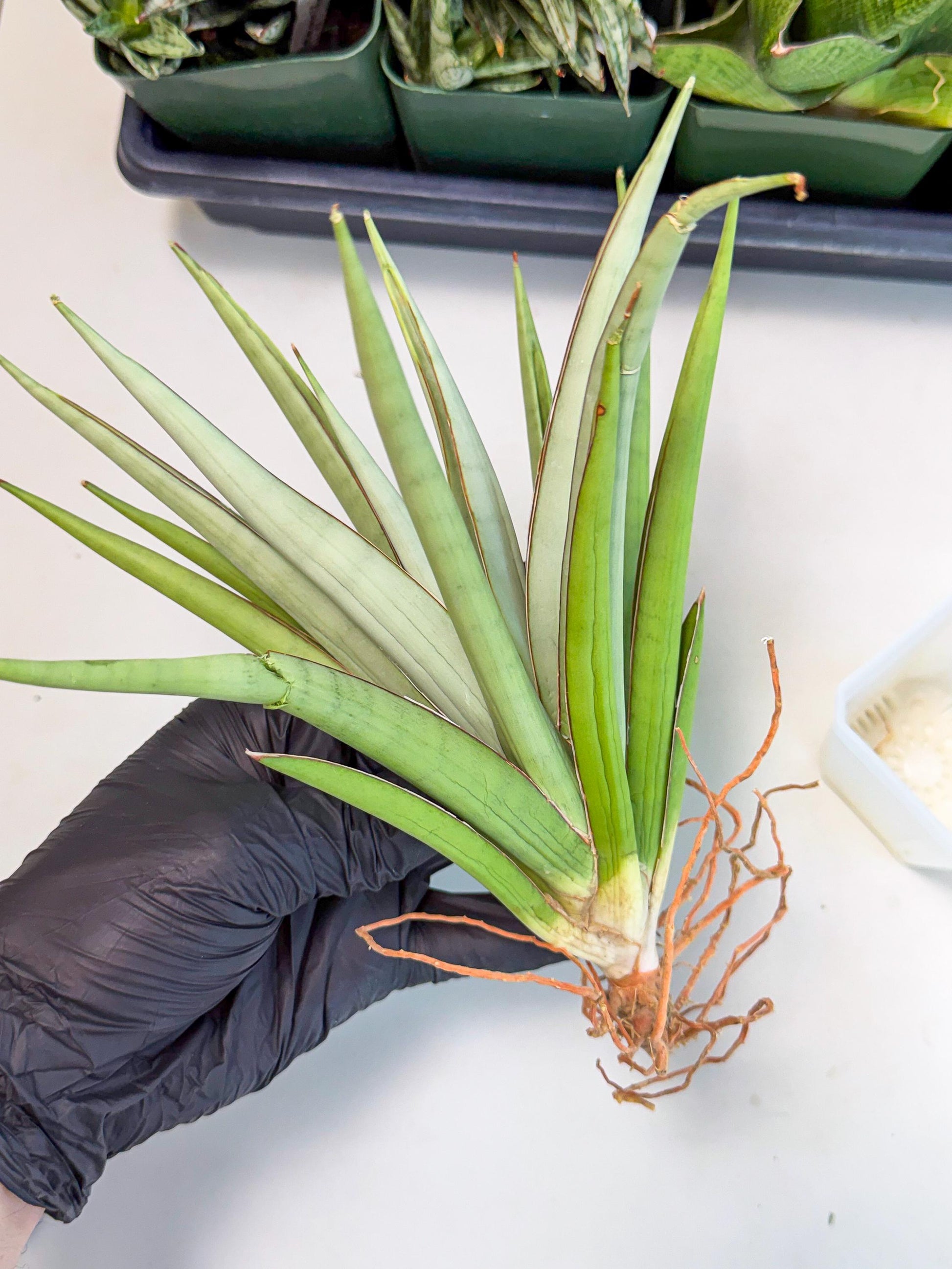 Sansevieria Frozen Throne (14) | Imported Indoor Snake Plant