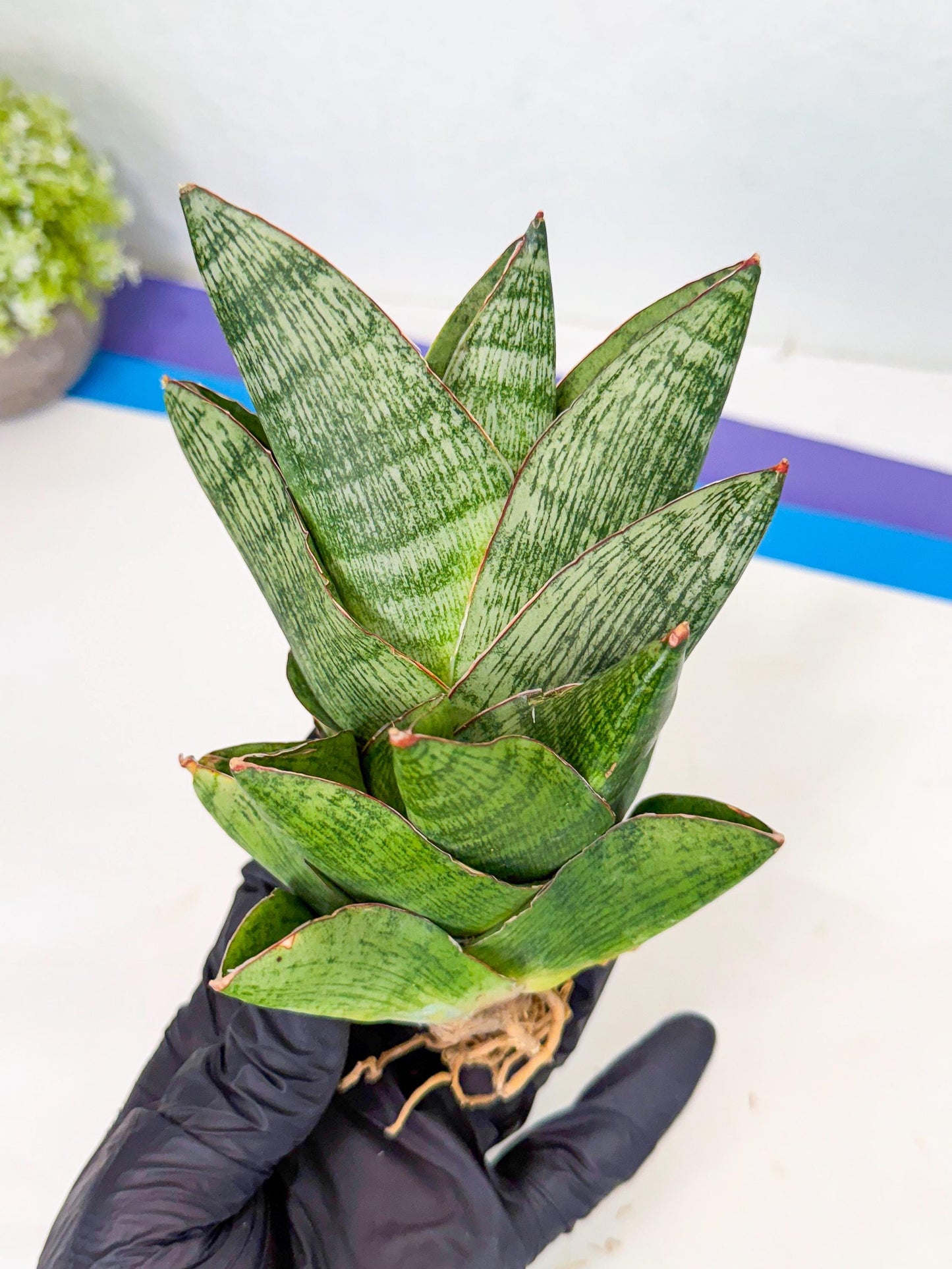 Sansevieria Andromeda (15) | Rare Import