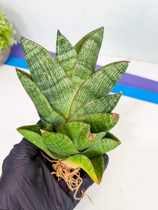 Sansevieria Andromeda (15) | Rare Import