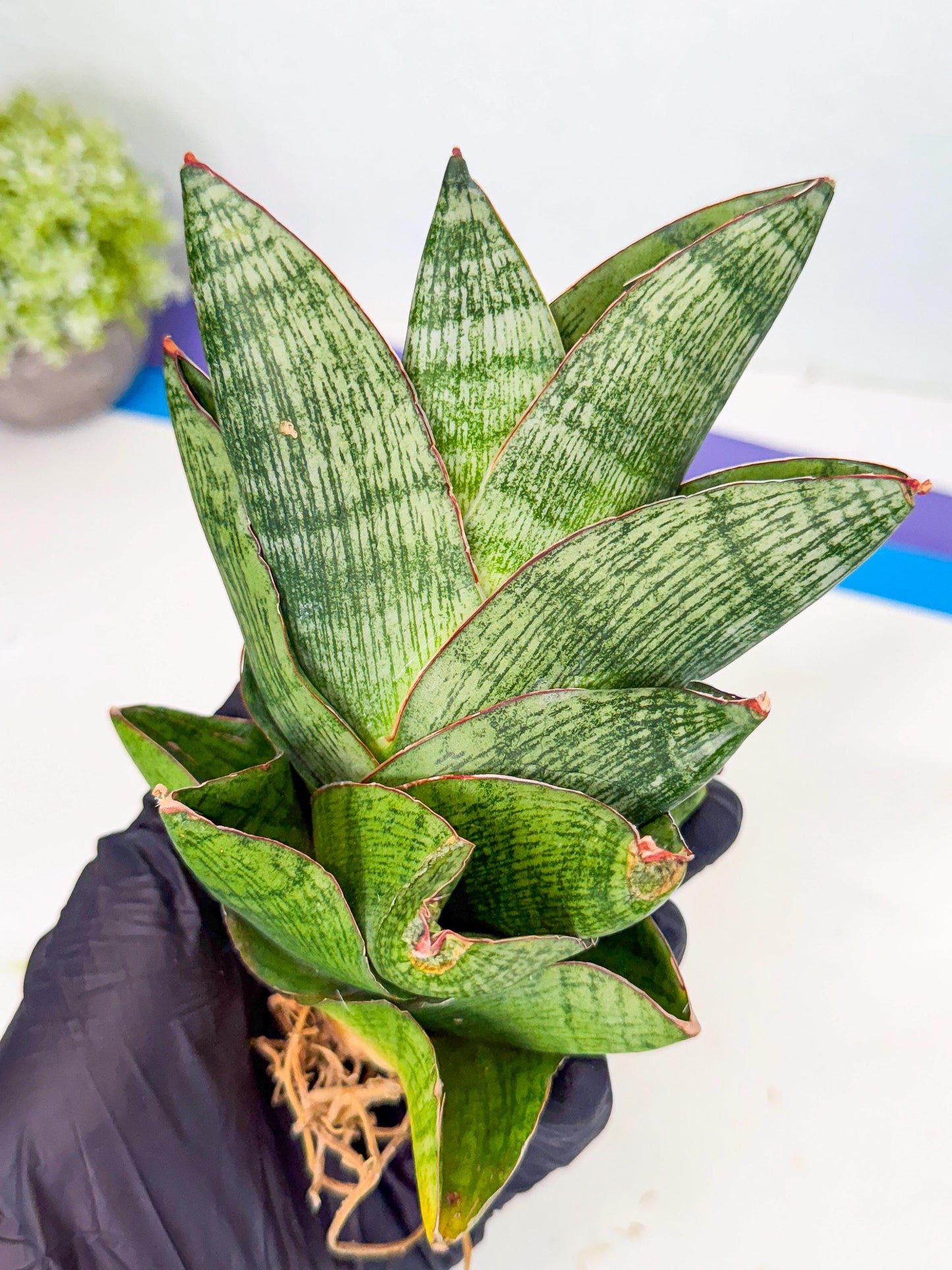 Sansevieria Andromeda (15) | Rare Import