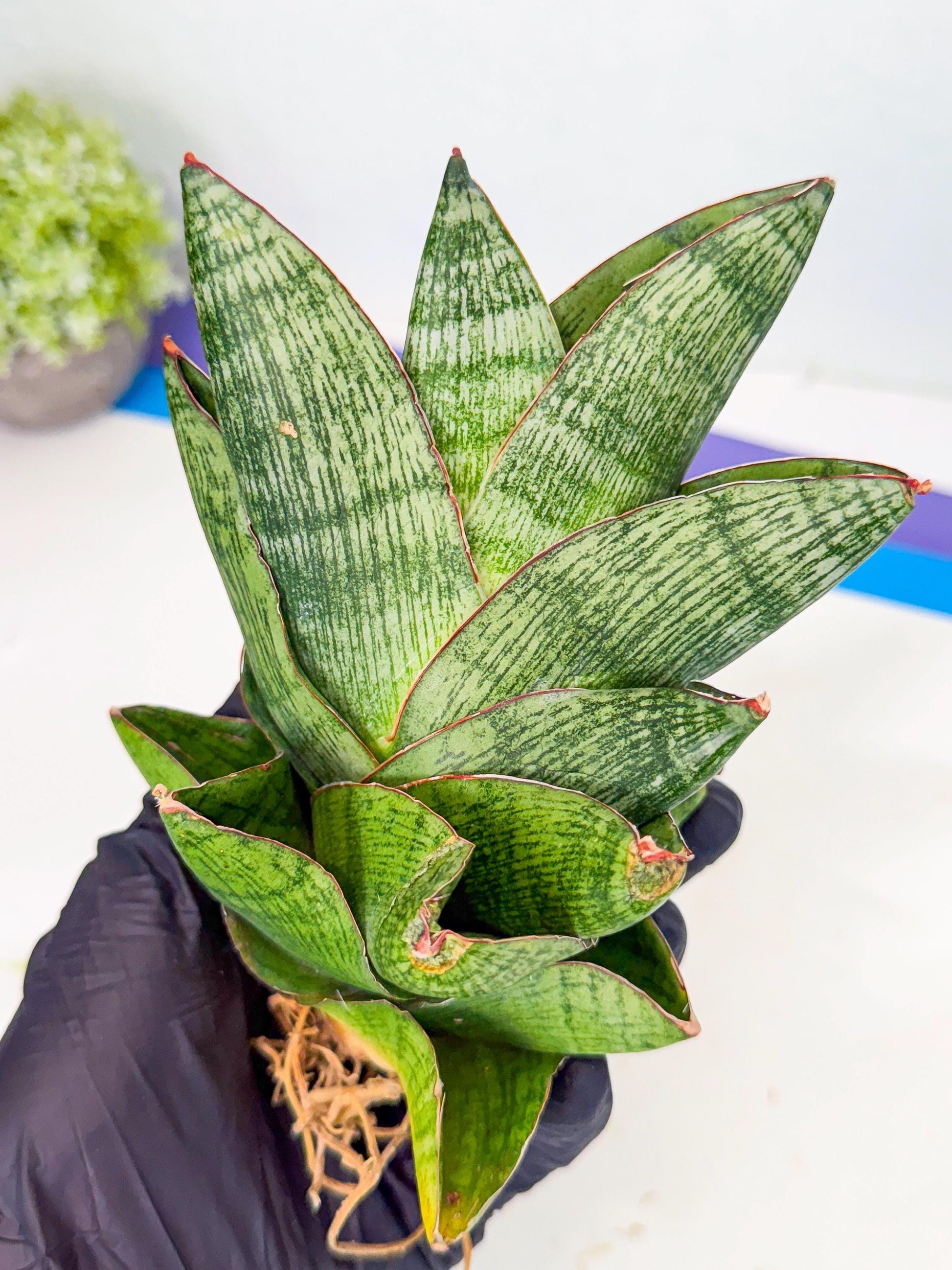 Sansevieria Andromeda (15) | Rare Import