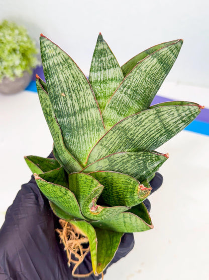 Sansevieria Andromeda (15) | Rare Import