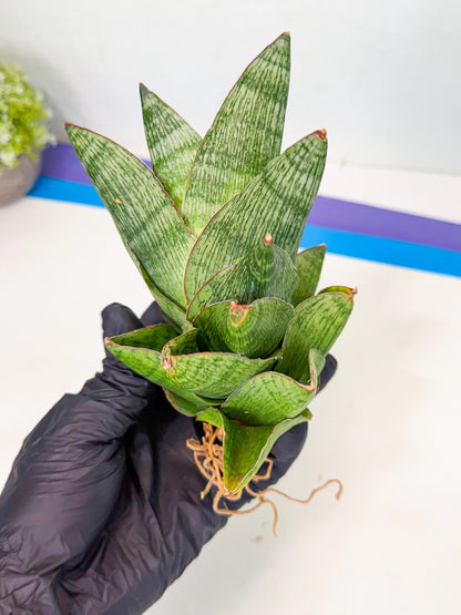 Sansevieria Andromeda (15) | Rare Import