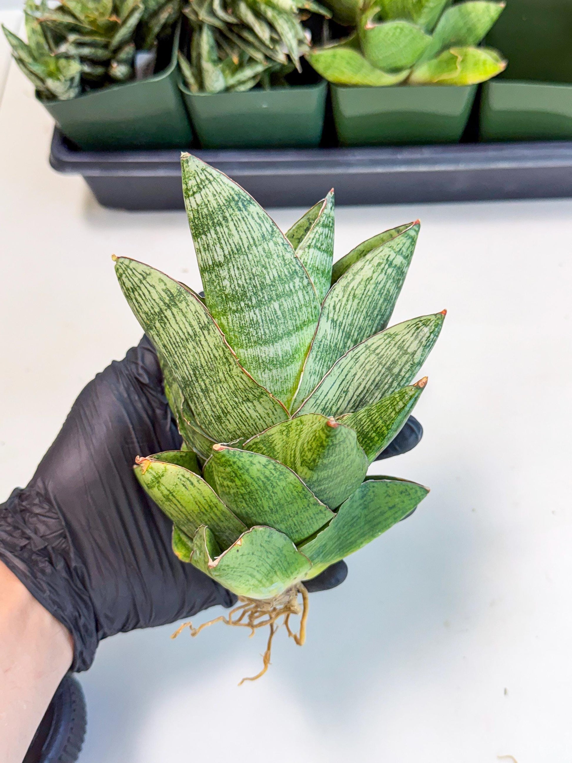 Sansevieria Andromeda (15) | Rare Import