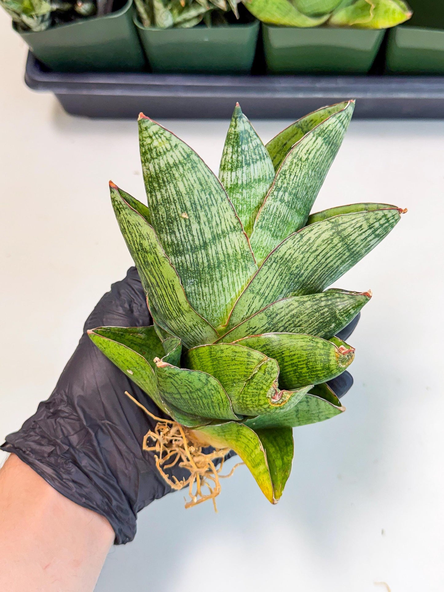Sansevieria Andromeda (15) | Rare Import