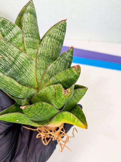 Sansevieria Andromeda (15) | Rare Import
