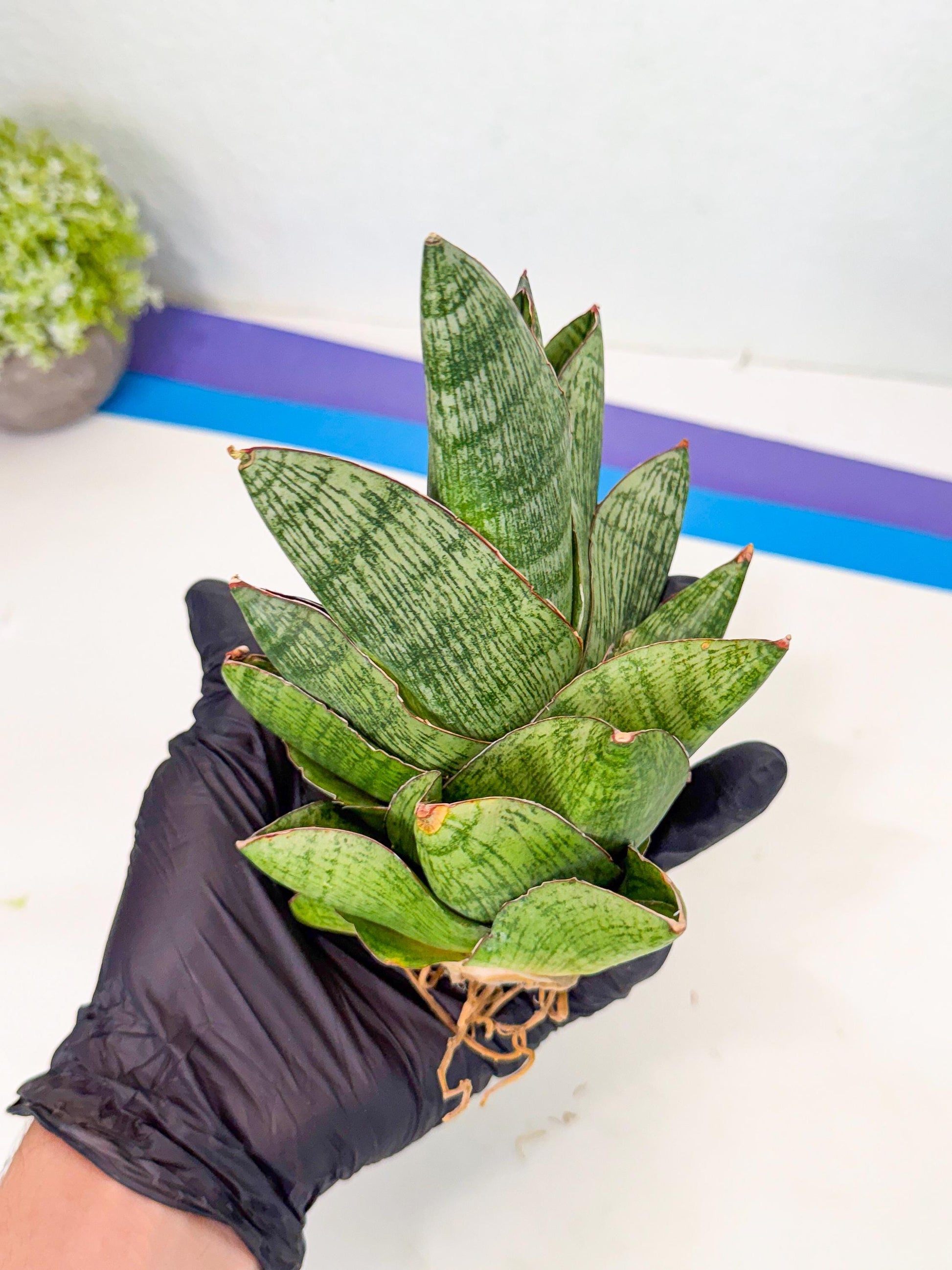 Sansevieria Andromeda (15) | Rare Import