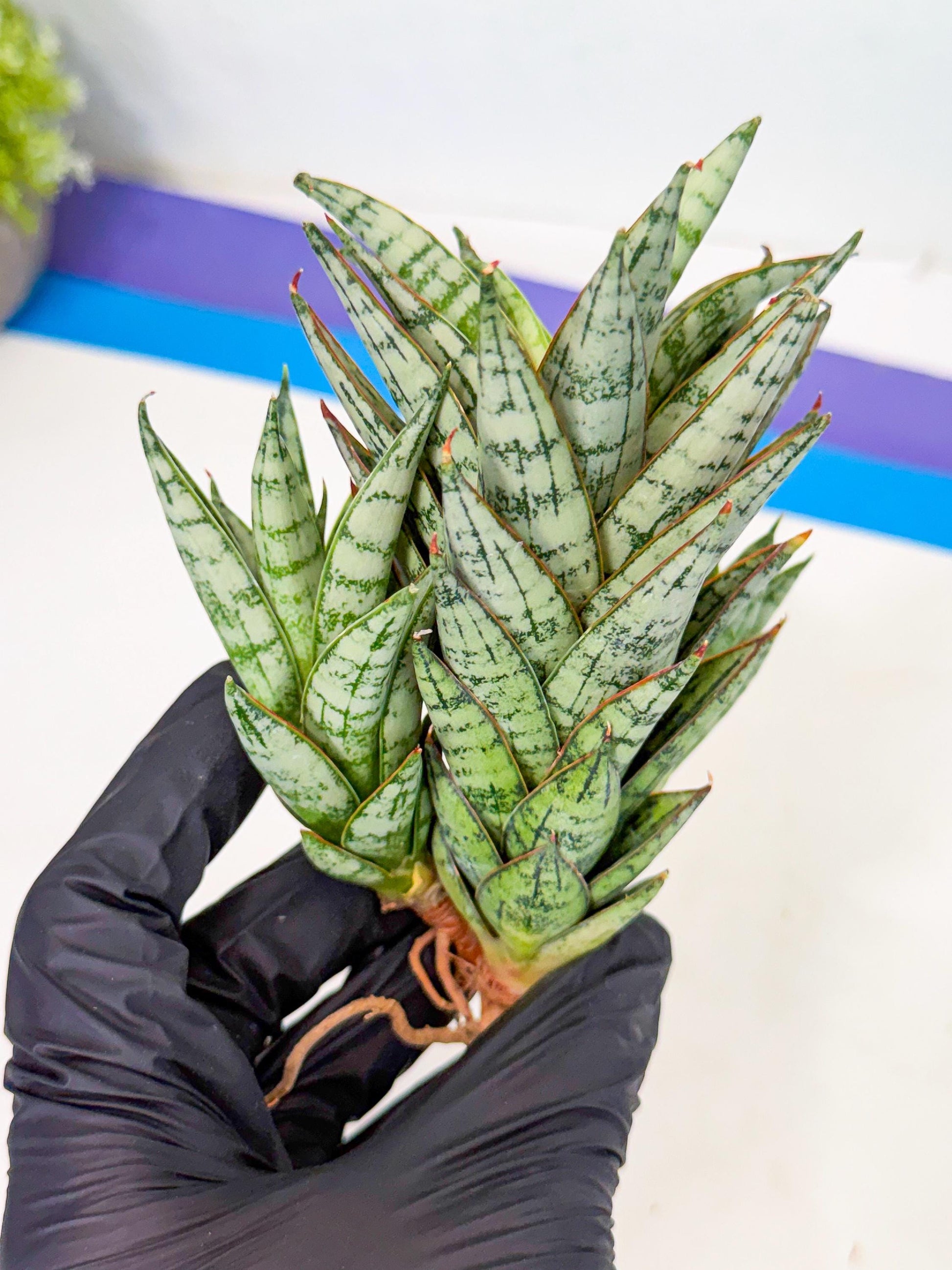 Sansevieria Margarita (17) | Imported House Plants