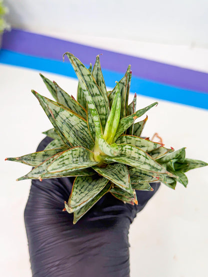 Sansevieria Margarita (17) | Imported House Plants